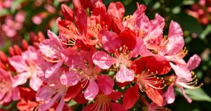 Lilas des Indes : guide complet floraison estivale (plantation, variétés, entretien)